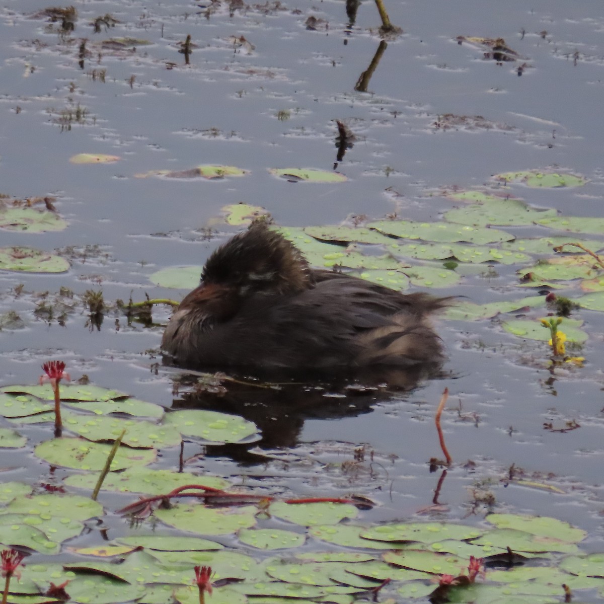 Pied-billed Grebe - ML623049163