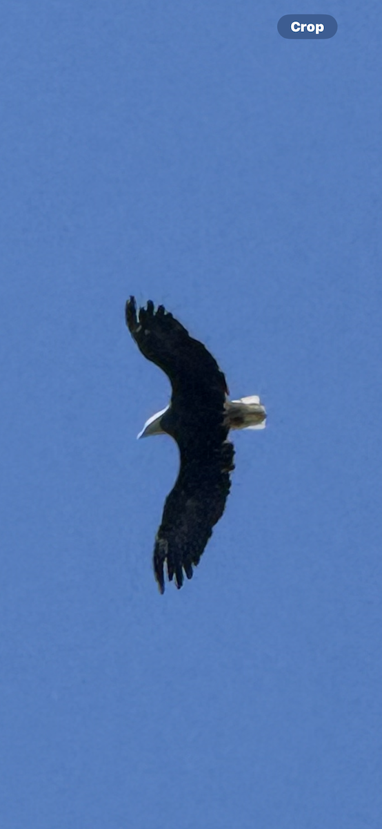 Bald Eagle - ML623049232