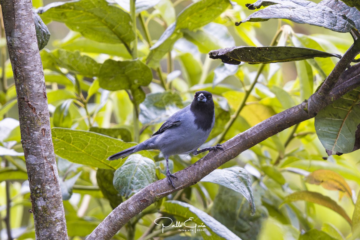 Black-faced Tanager - ML623049240