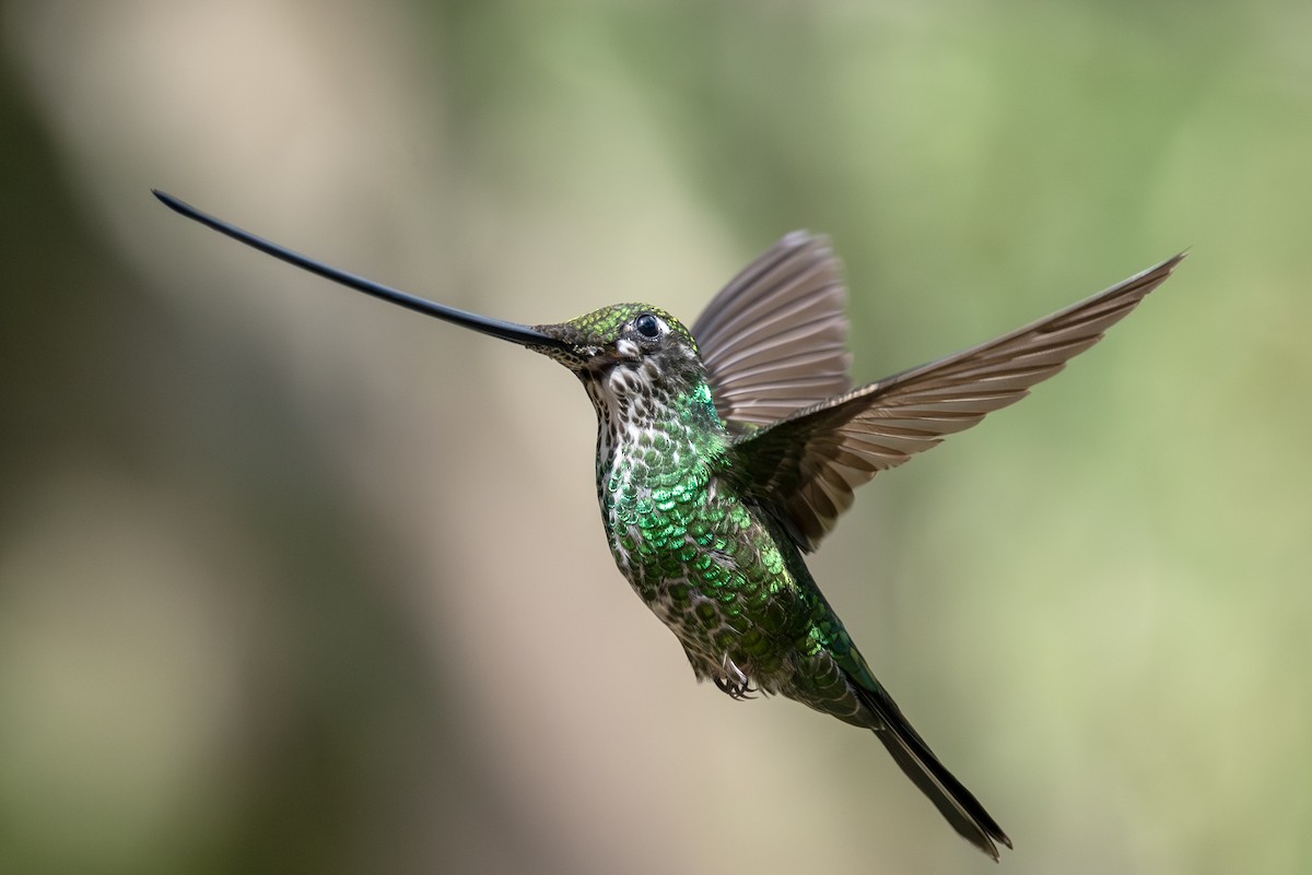 Sword-billed Hummingbird - ML623049312