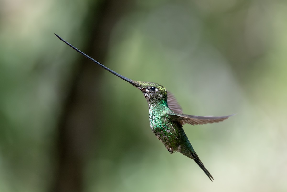 Sword-billed Hummingbird - ML623049313