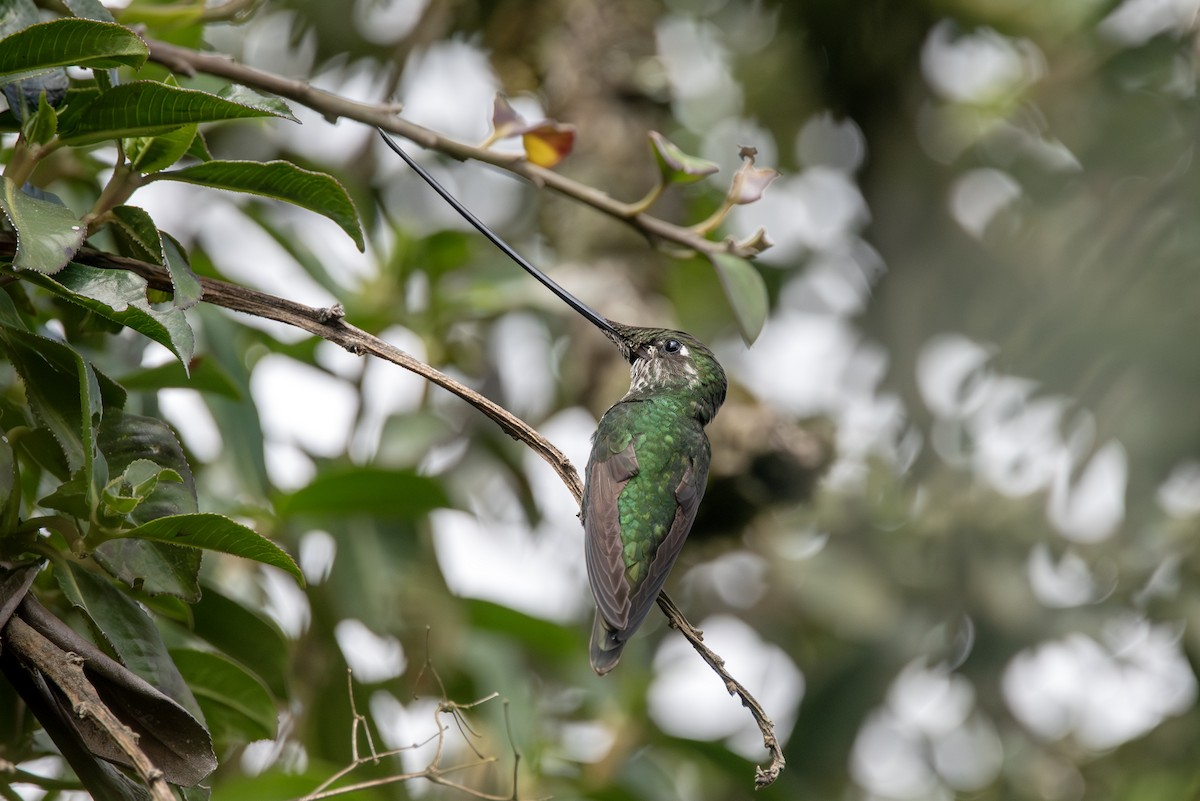 Sword-billed Hummingbird - ML623049315