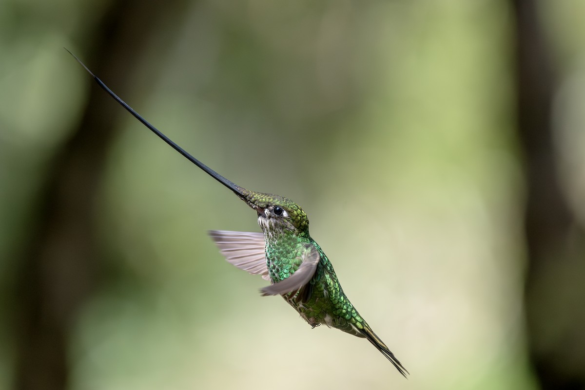 Sword-billed Hummingbird - ML623049316