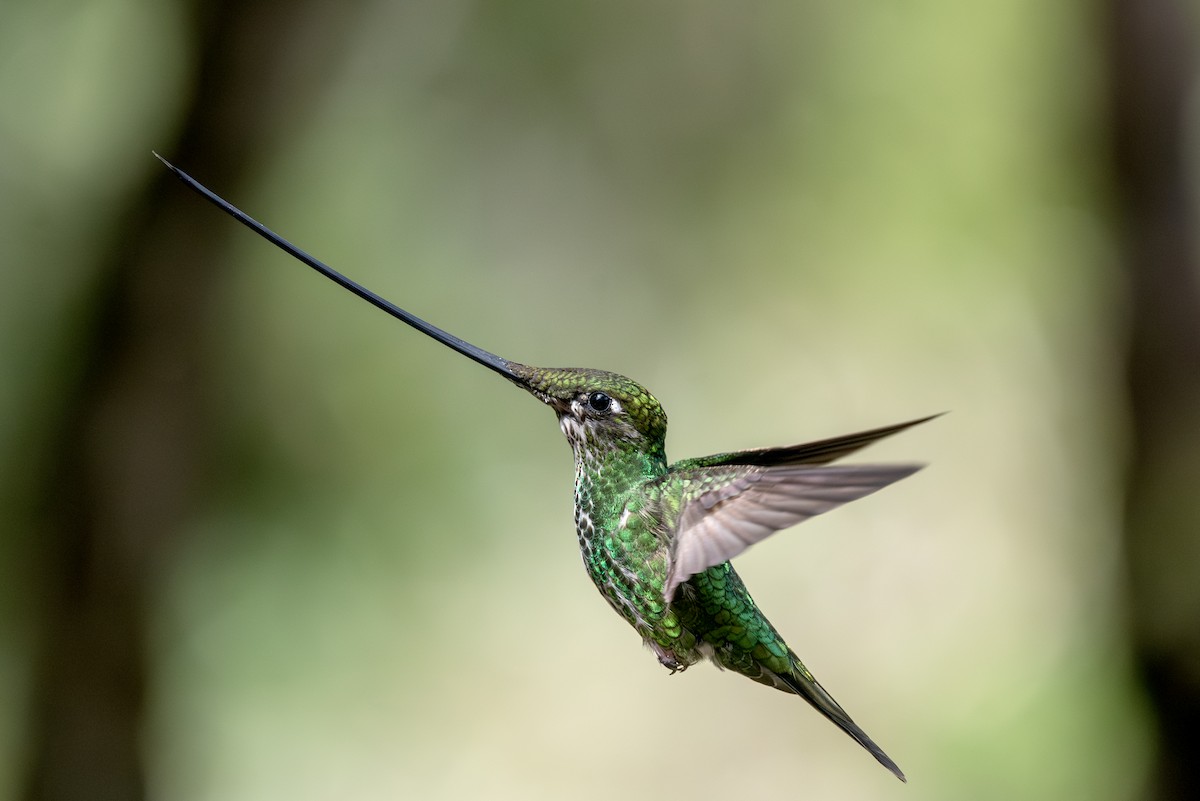 Sword-billed Hummingbird - ML623049317