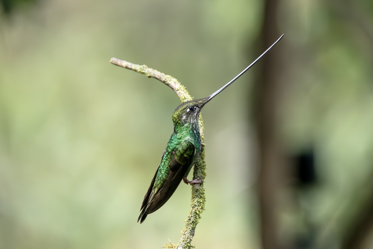 Sword-billed Hummingbird - ML623049320