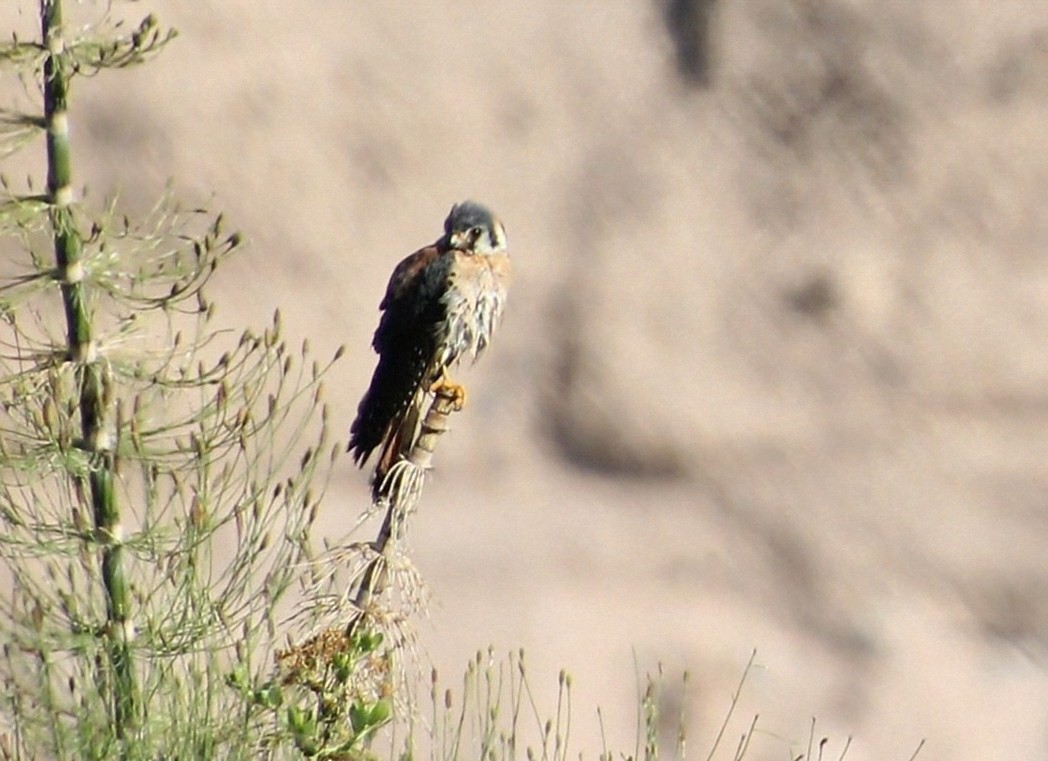 American Kestrel - ML623049349