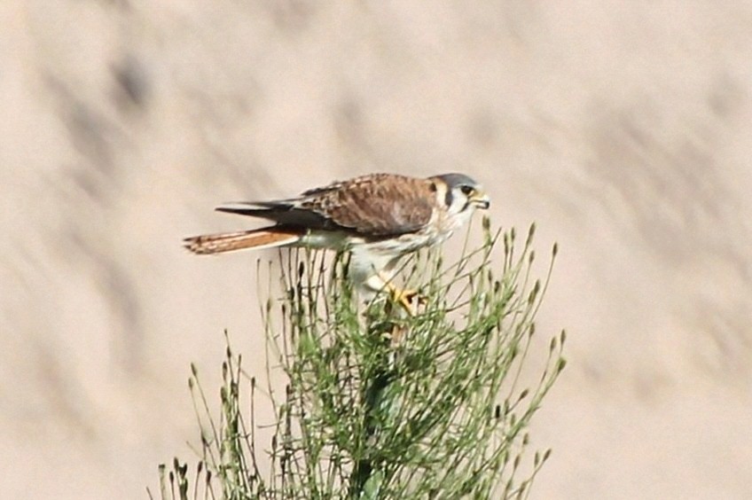 American Kestrel - ML623049350