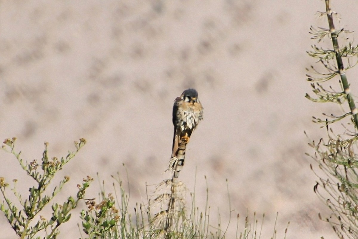 American Kestrel - ML623049351