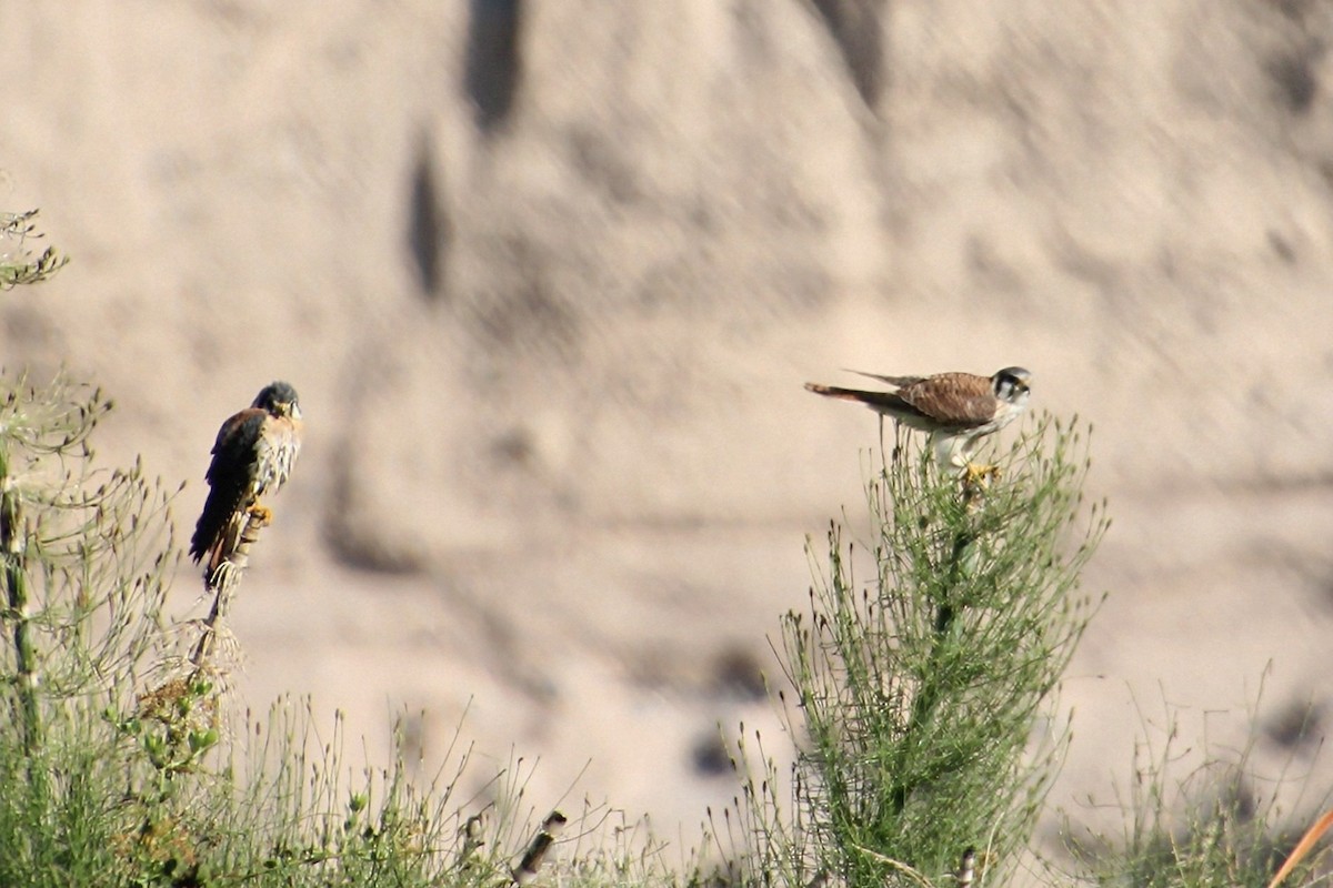 American Kestrel - ML623049352