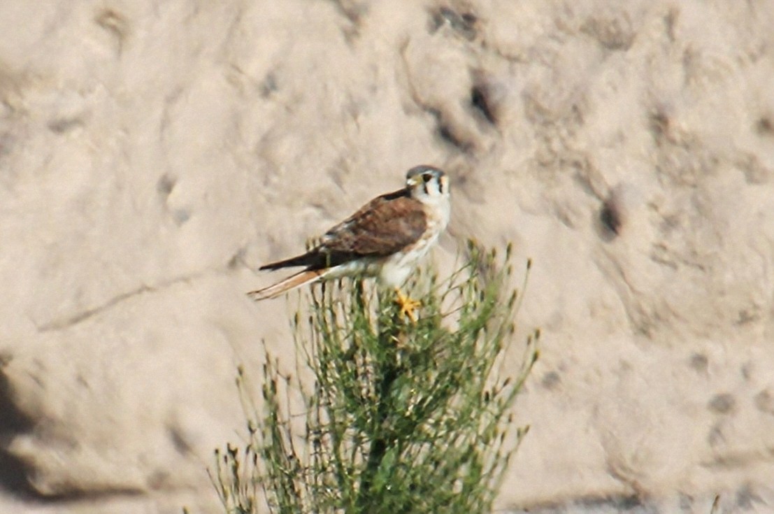 American Kestrel - ML623049353