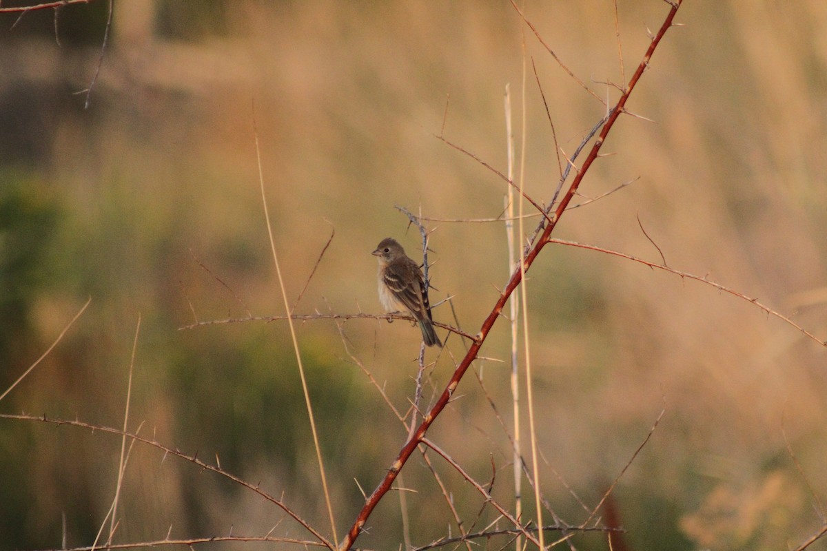 Lazuli Bunting - ML623049355