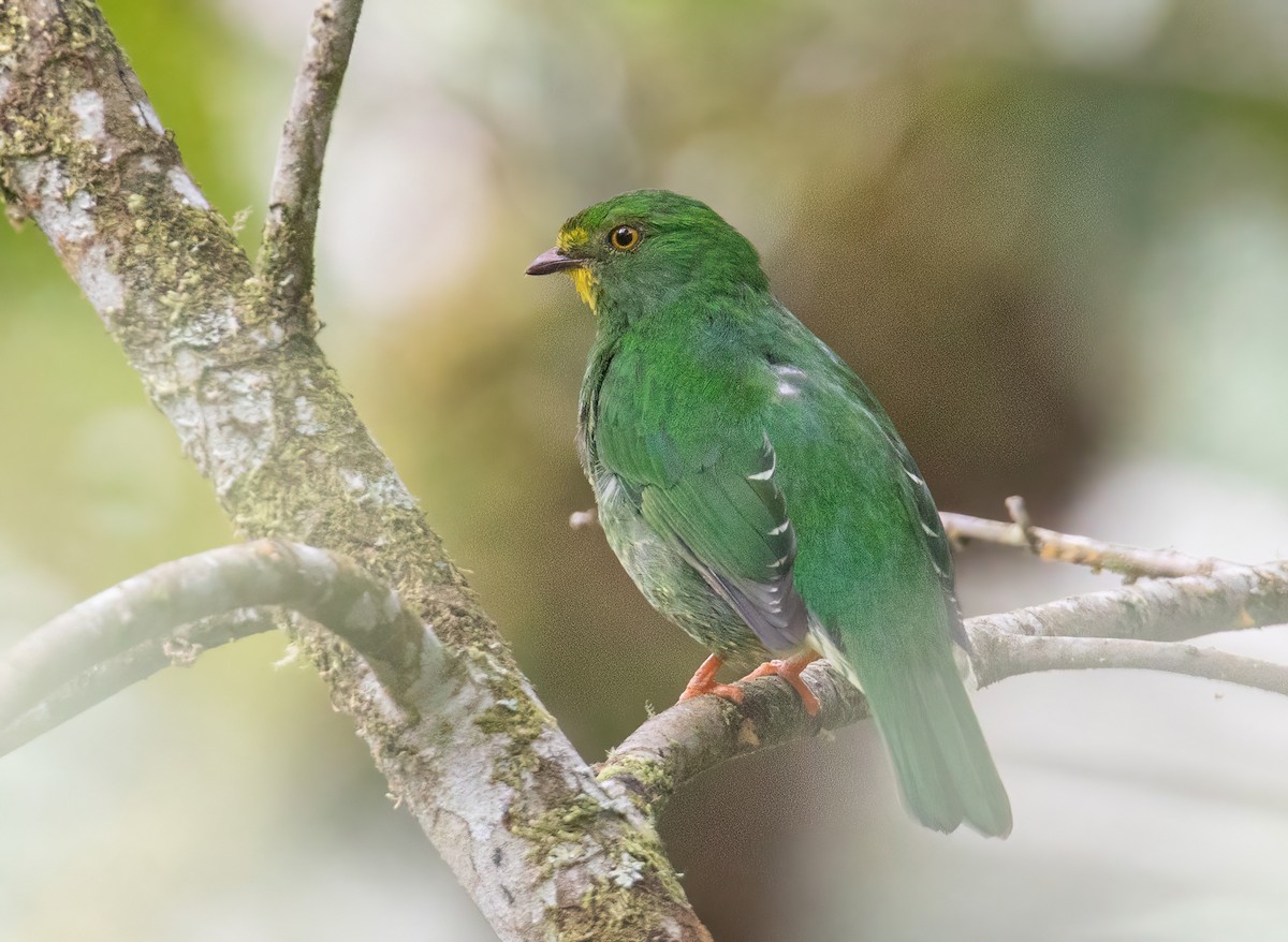 Scarlet-breasted Fruiteater - ML623049382