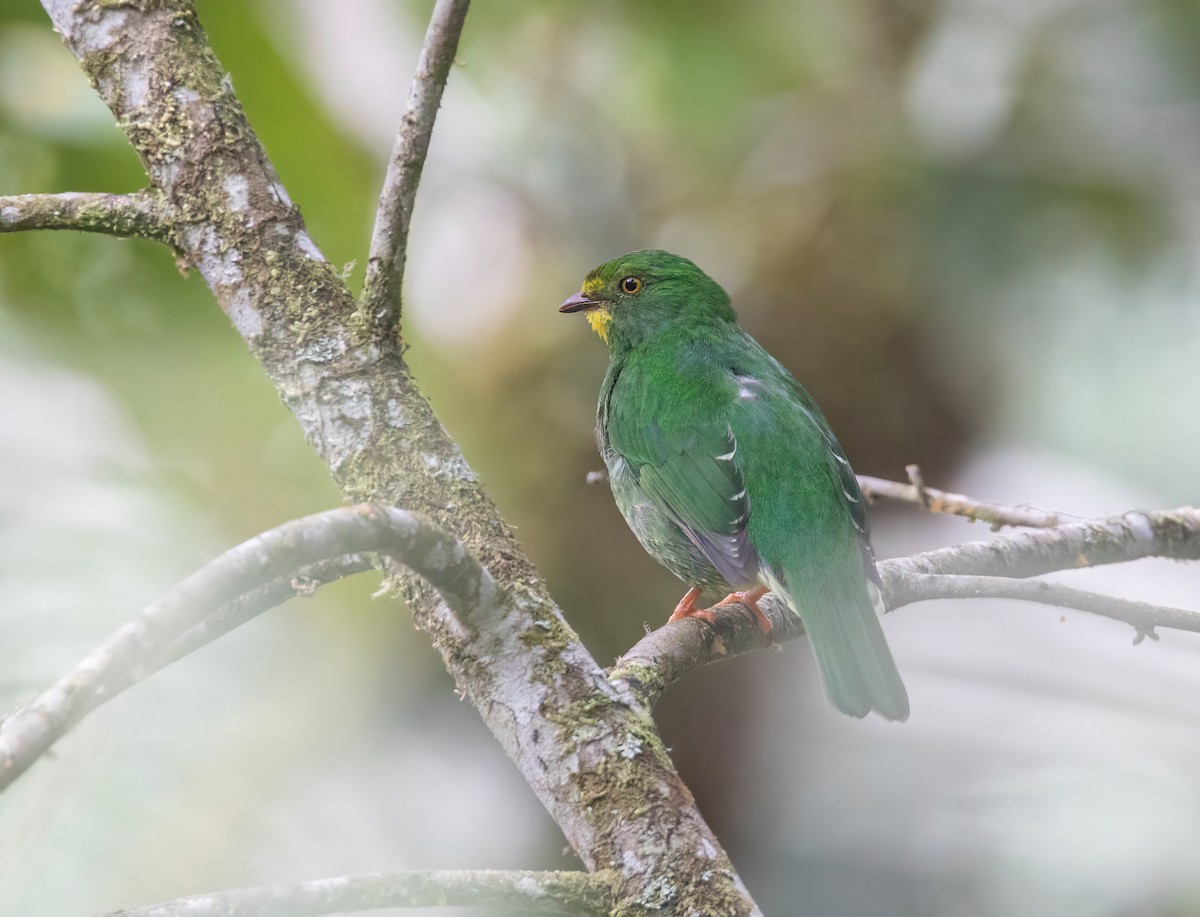 Scarlet-breasted Fruiteater - ML623049383