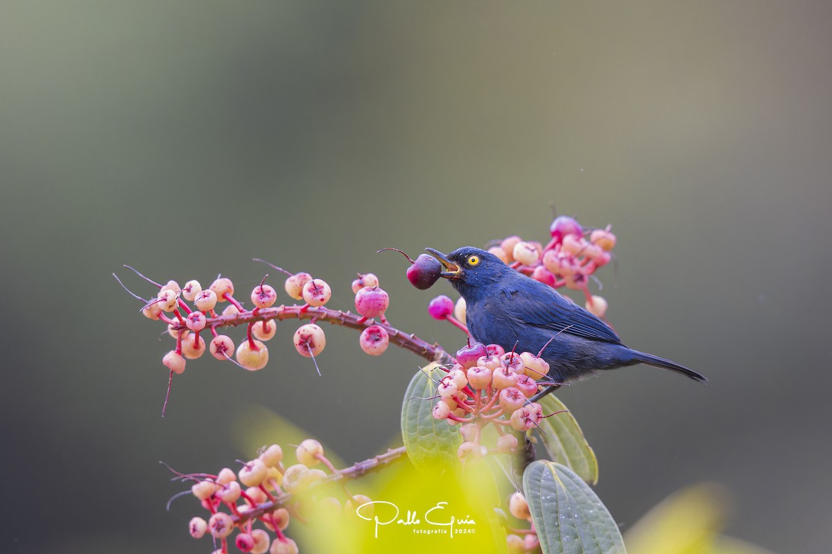 Deep-blue Flowerpiercer - ML623049394