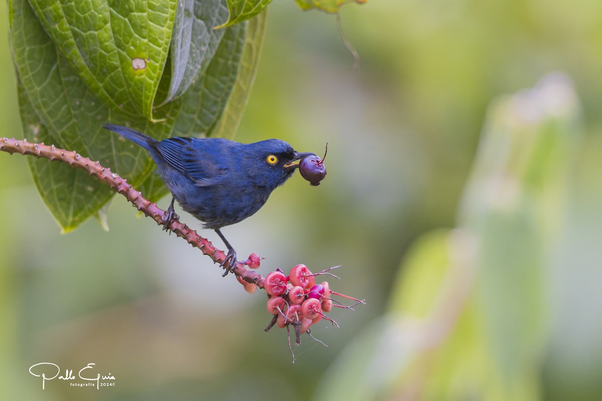 Deep-blue Flowerpiercer - ML623049395