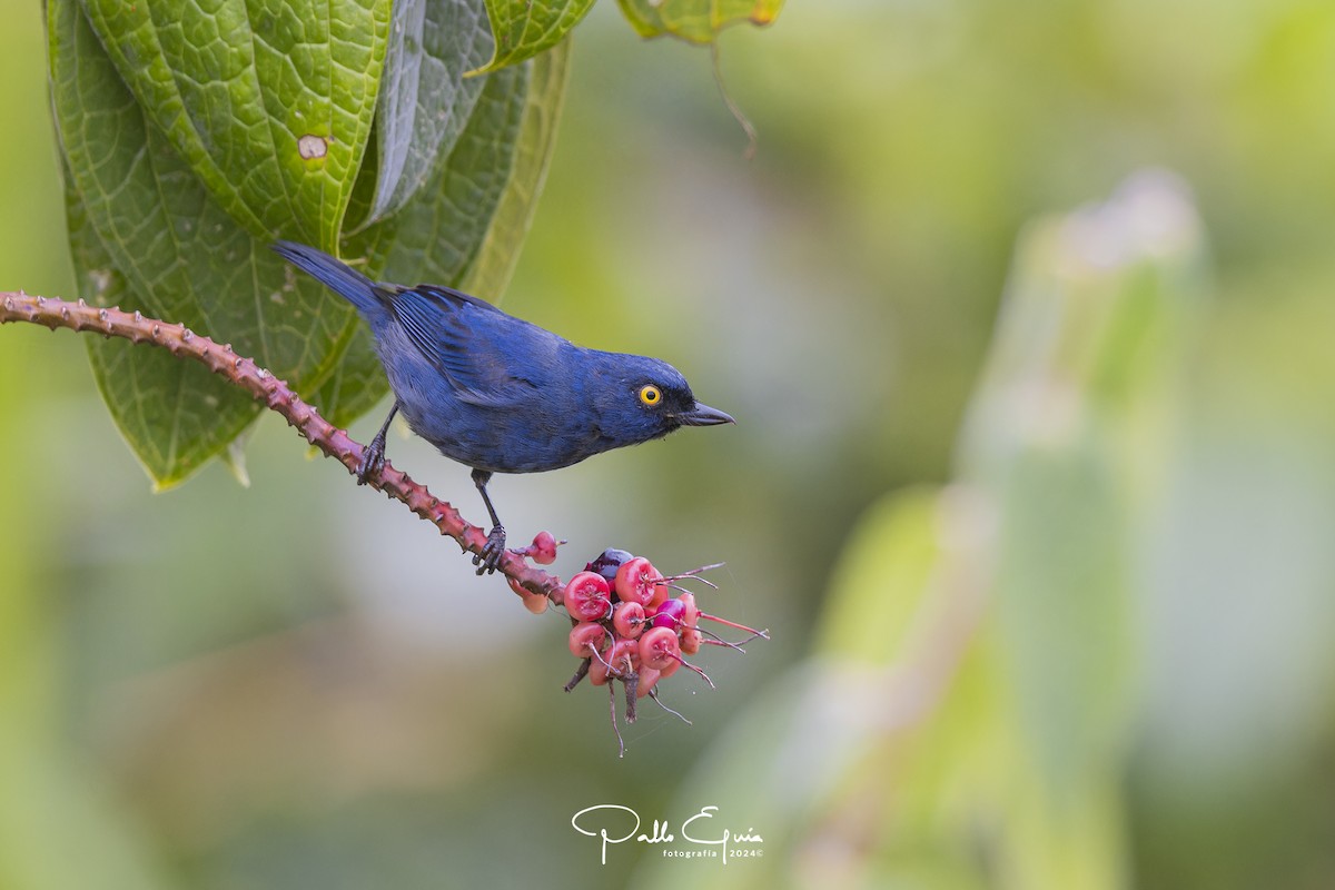 Deep-blue Flowerpiercer - Pablo Eguia