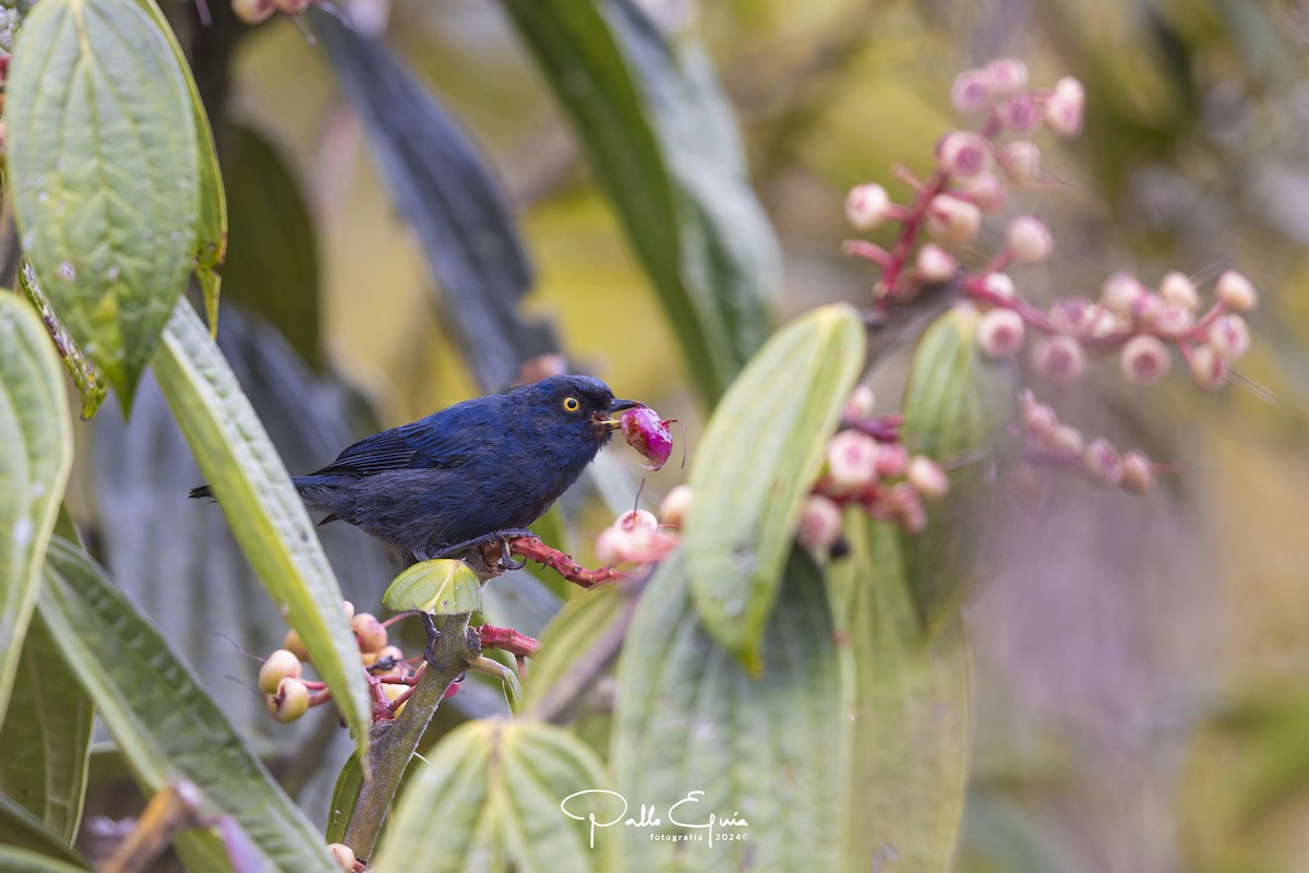 Deep-blue Flowerpiercer - ML623049397