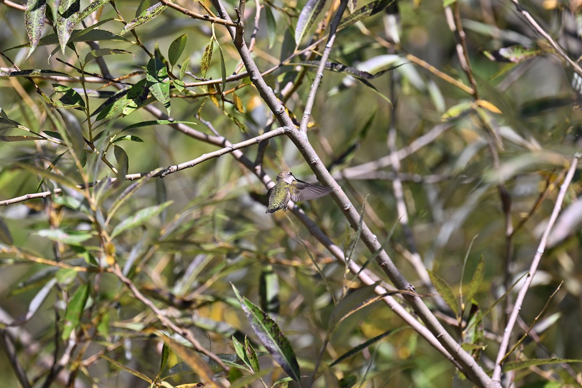 Ruby-throated Hummingbird - ML623049425