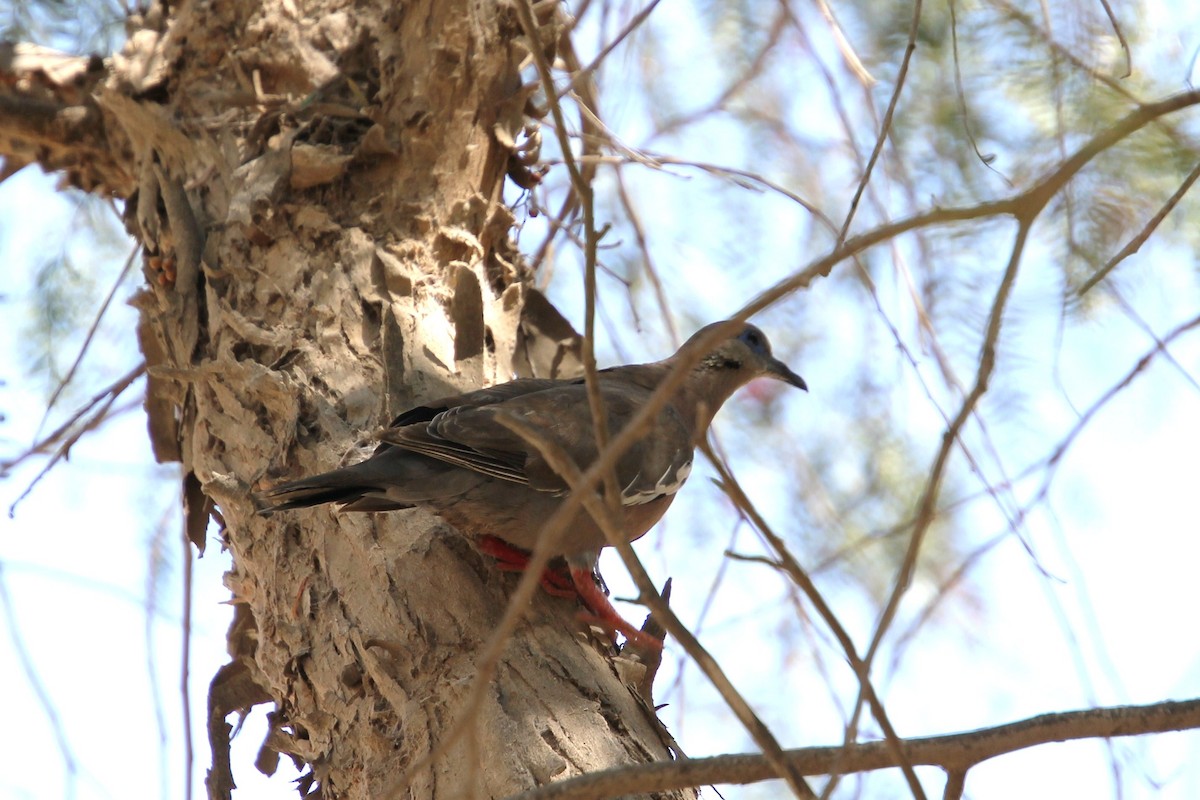 West Peruvian Dove - ML623049428