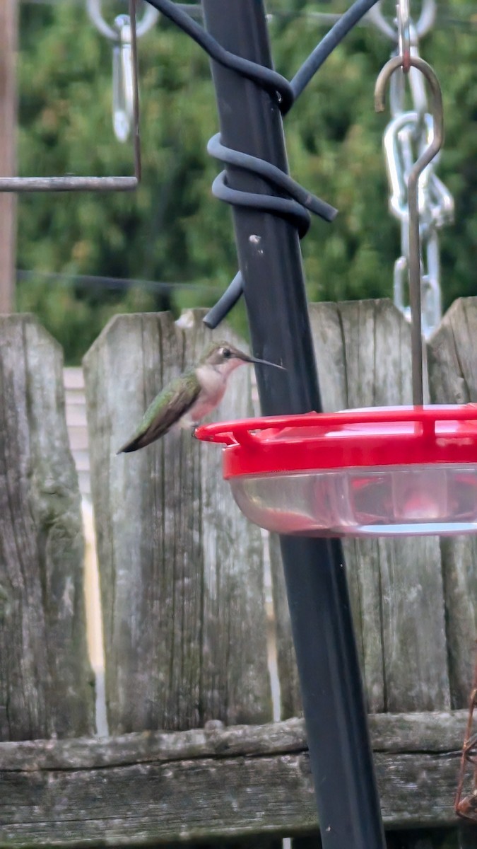 Ruby-throated Hummingbird - ML623049456