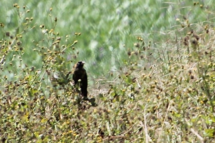 Bobolink - ML623049497