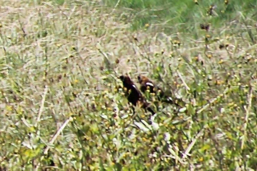 Bobolink - ML623049498