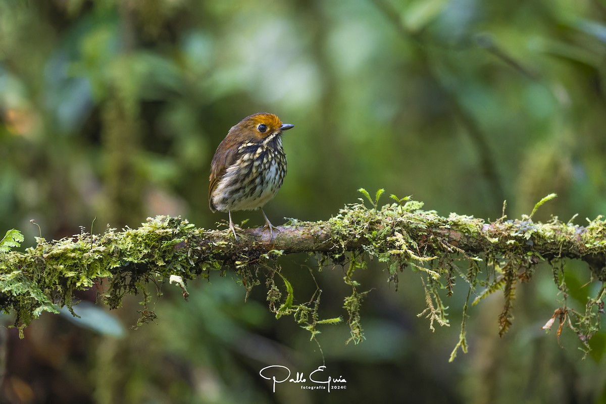 Ochre-fronted Antpitta - ML623049523