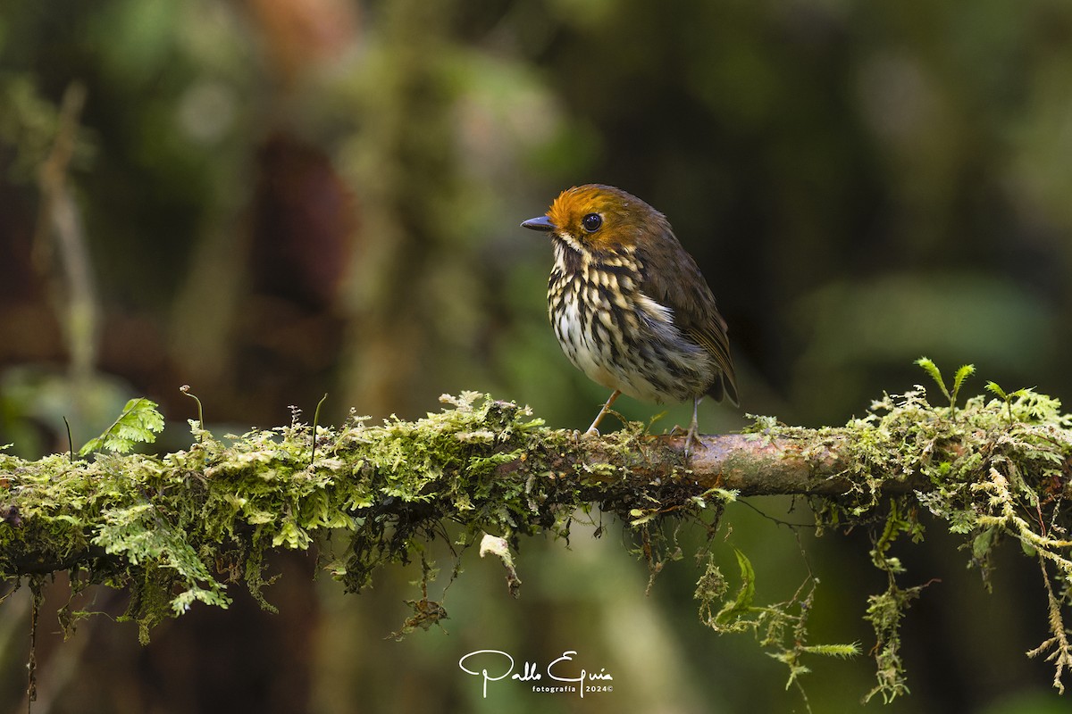 Ochre-fronted Antpitta - ML623049524