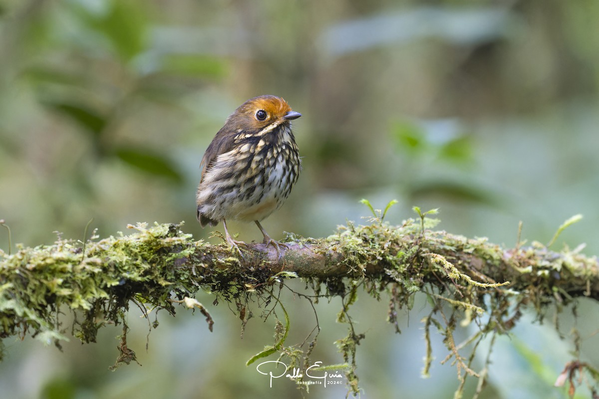 Ochre-fronted Antpitta - ML623049526