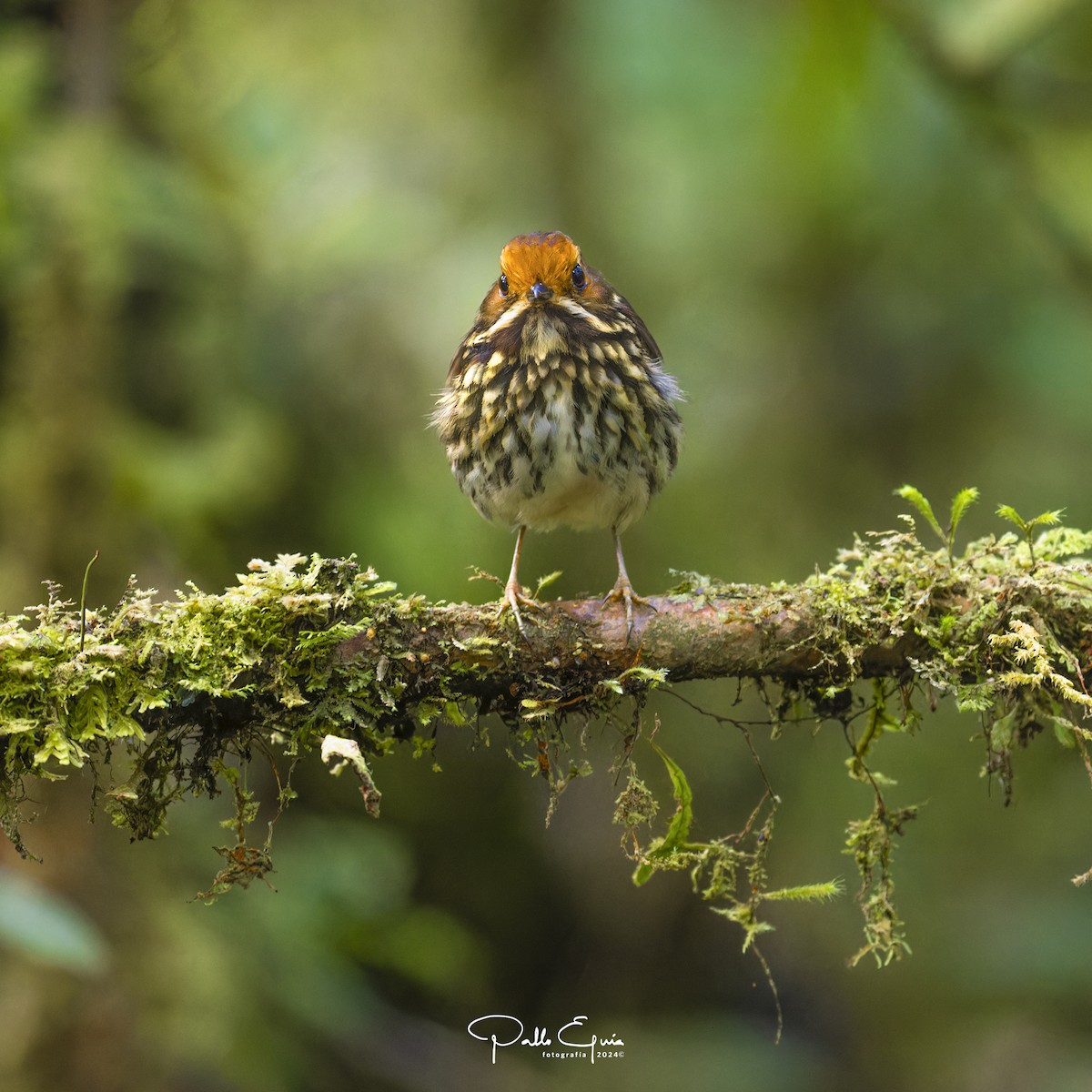 Ochre-fronted Antpitta - ML623049536