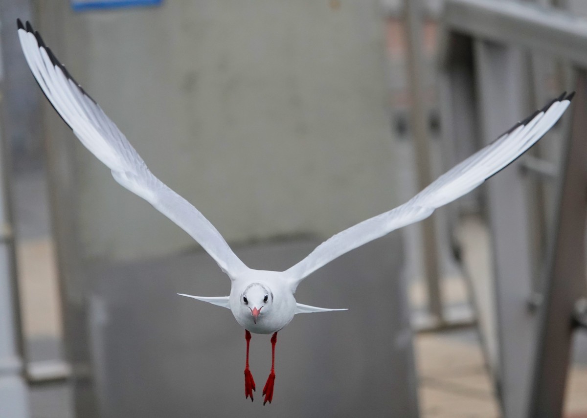 Black-headed Gull - ML623049545