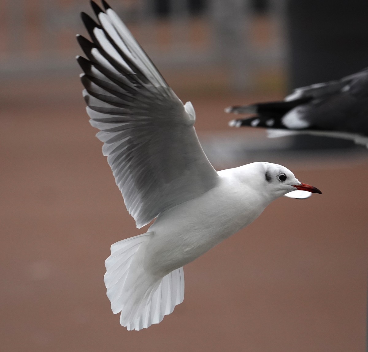 Black-headed Gull - ML623049546