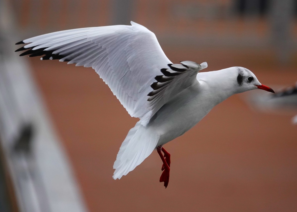 Black-headed Gull - ML623049547