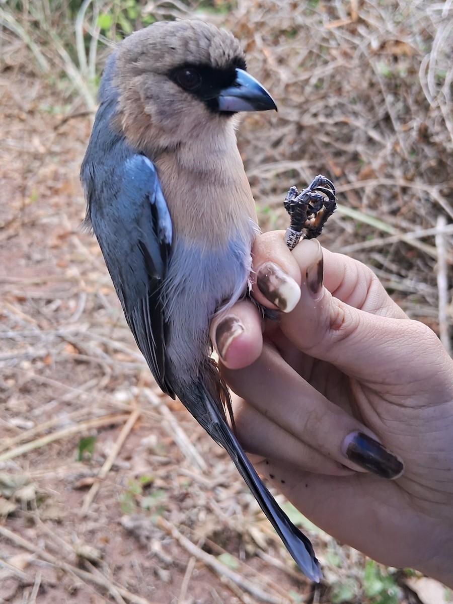 Cinnamon Tanager - Valeria Torrado