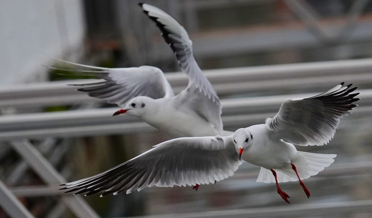 Black-headed Gull - ML623049594