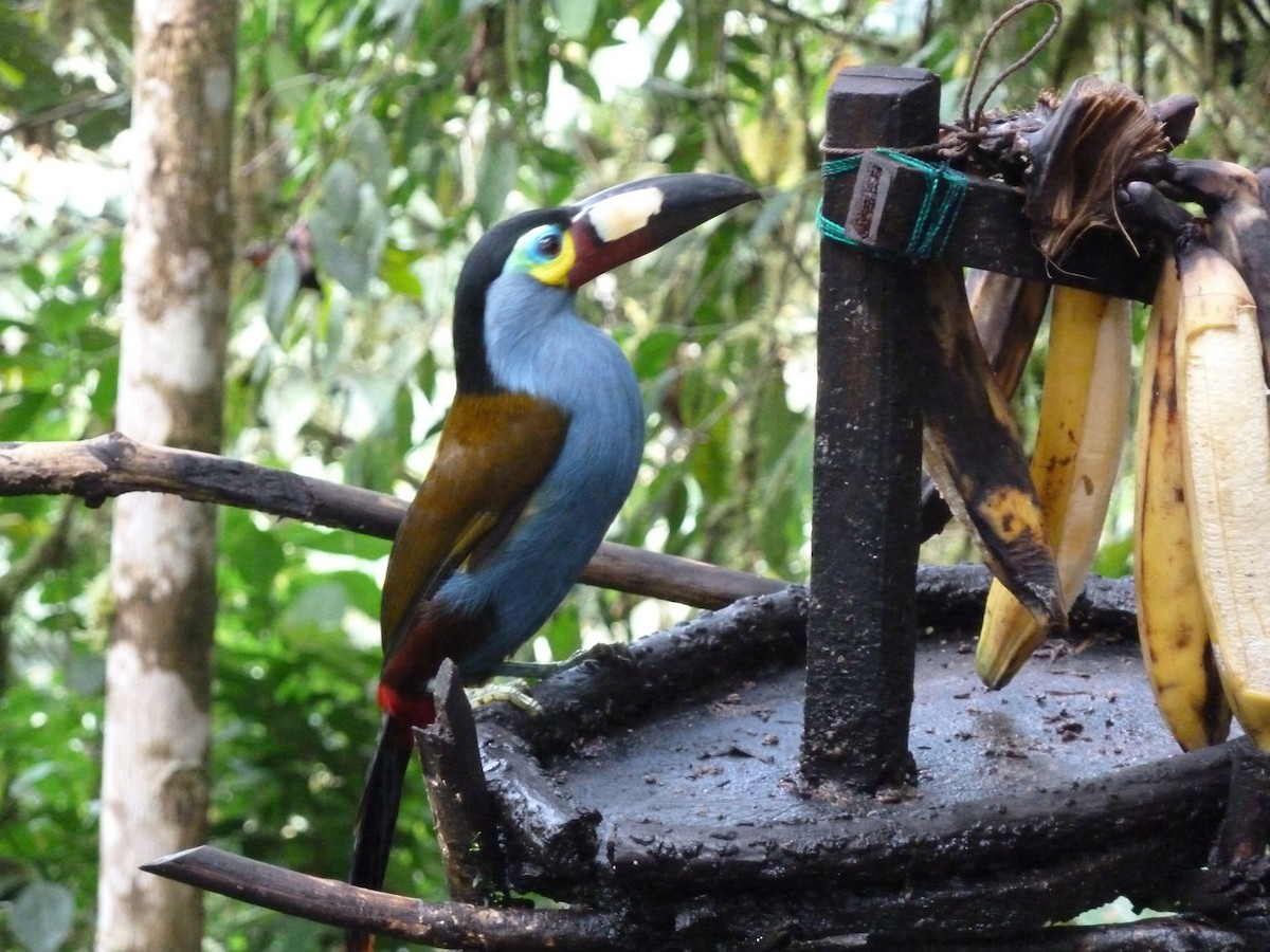 Plate-billed Mountain-Toucan - Edward McKen