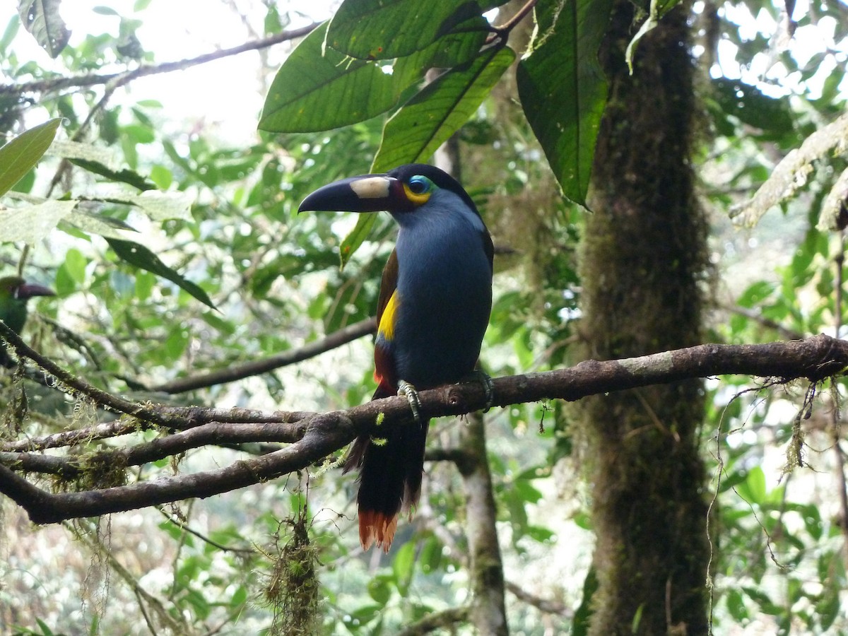 Plate-billed Mountain-Toucan - ML623049611