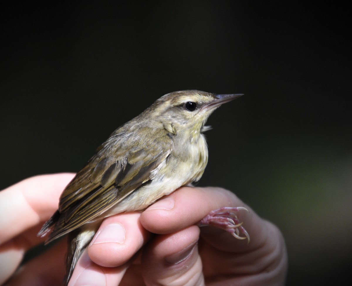 Swainson's Warbler - ML623049614