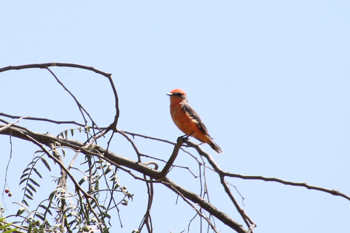 Vermilion Flycatcher - ML623049634