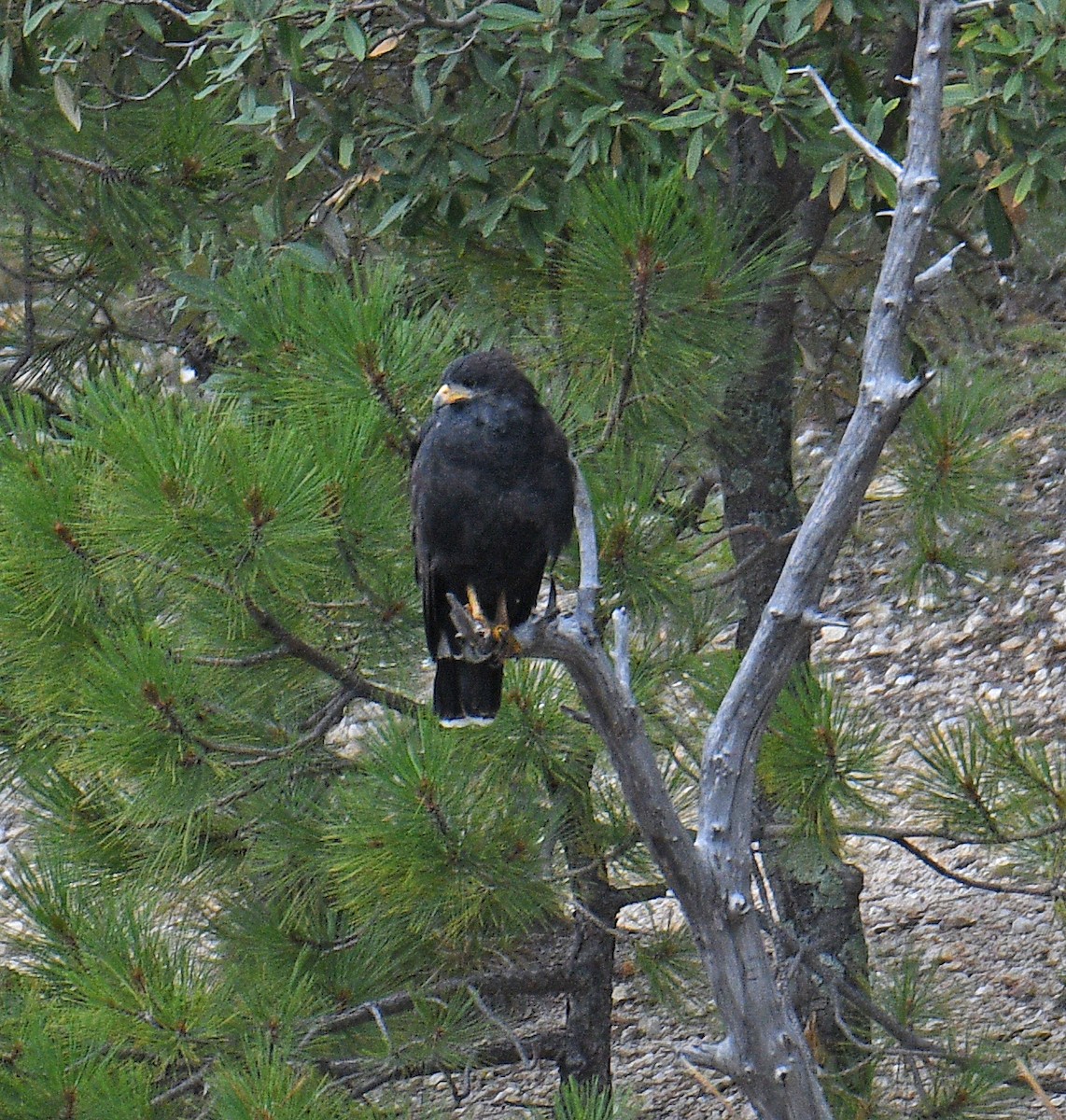 Common Black Hawk - ML623049654