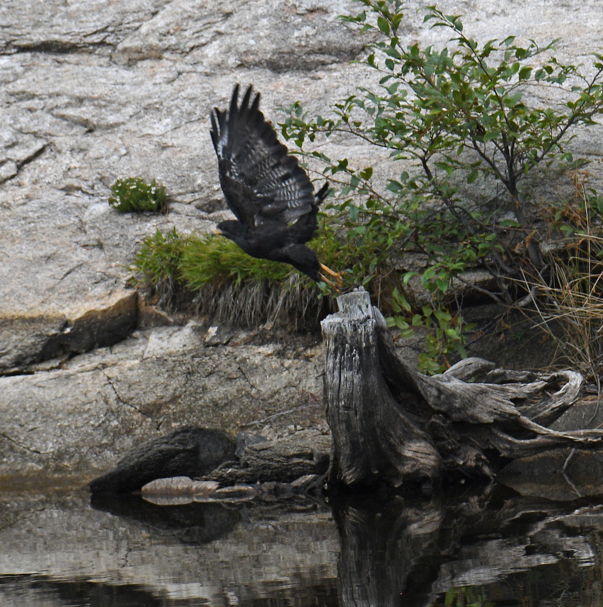 Krabbenbussard - ML623049656