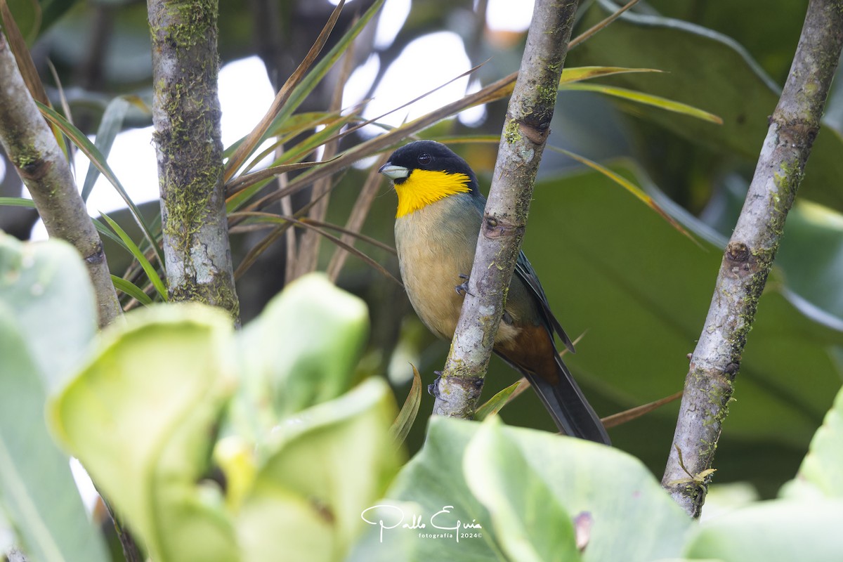 Yellow-throated Tanager - ML623049659