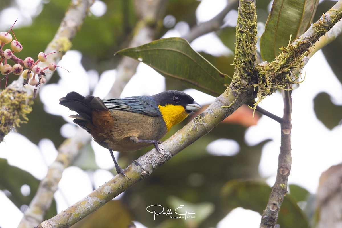 Yellow-throated Tanager - ML623049660