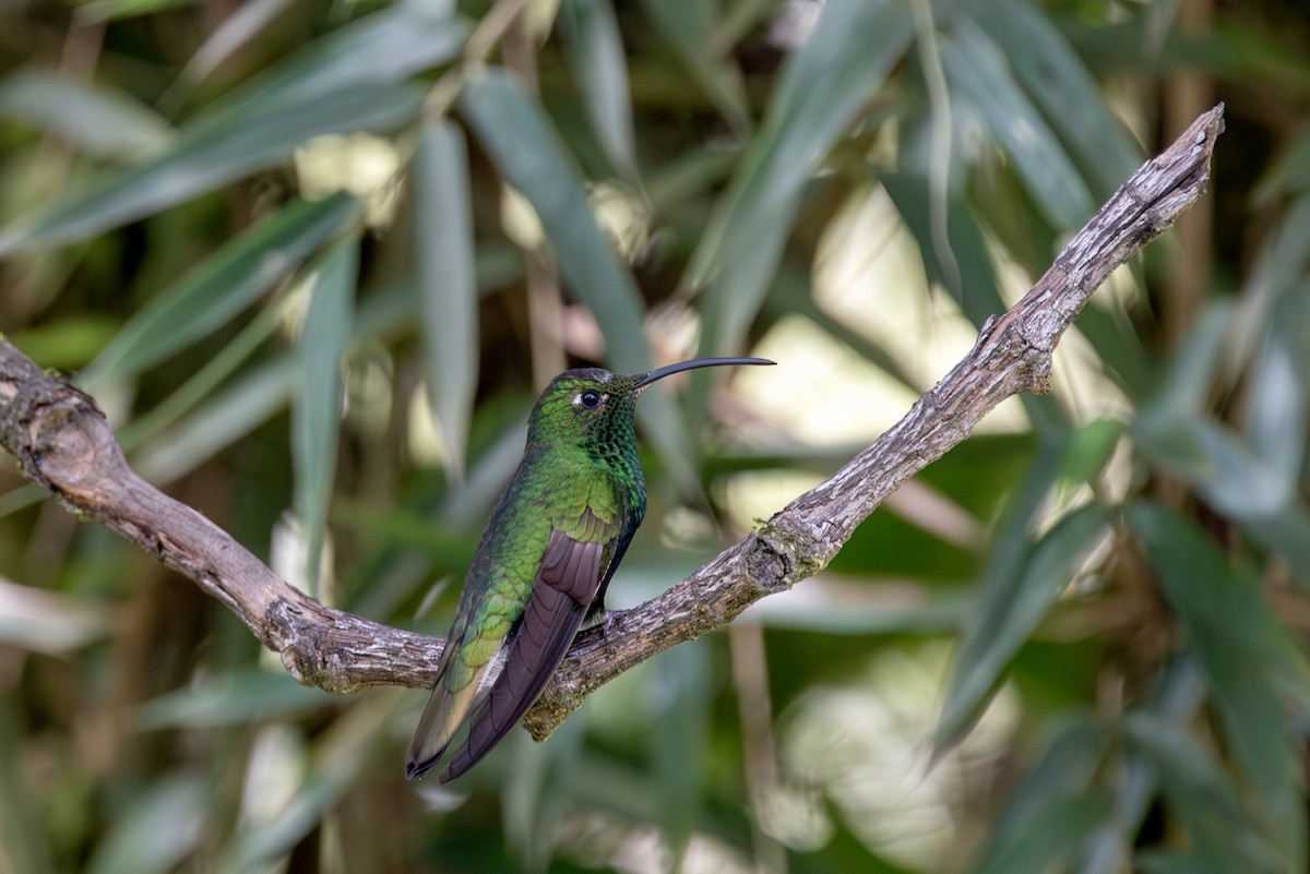 Samtbauchkolibri - ML623049666