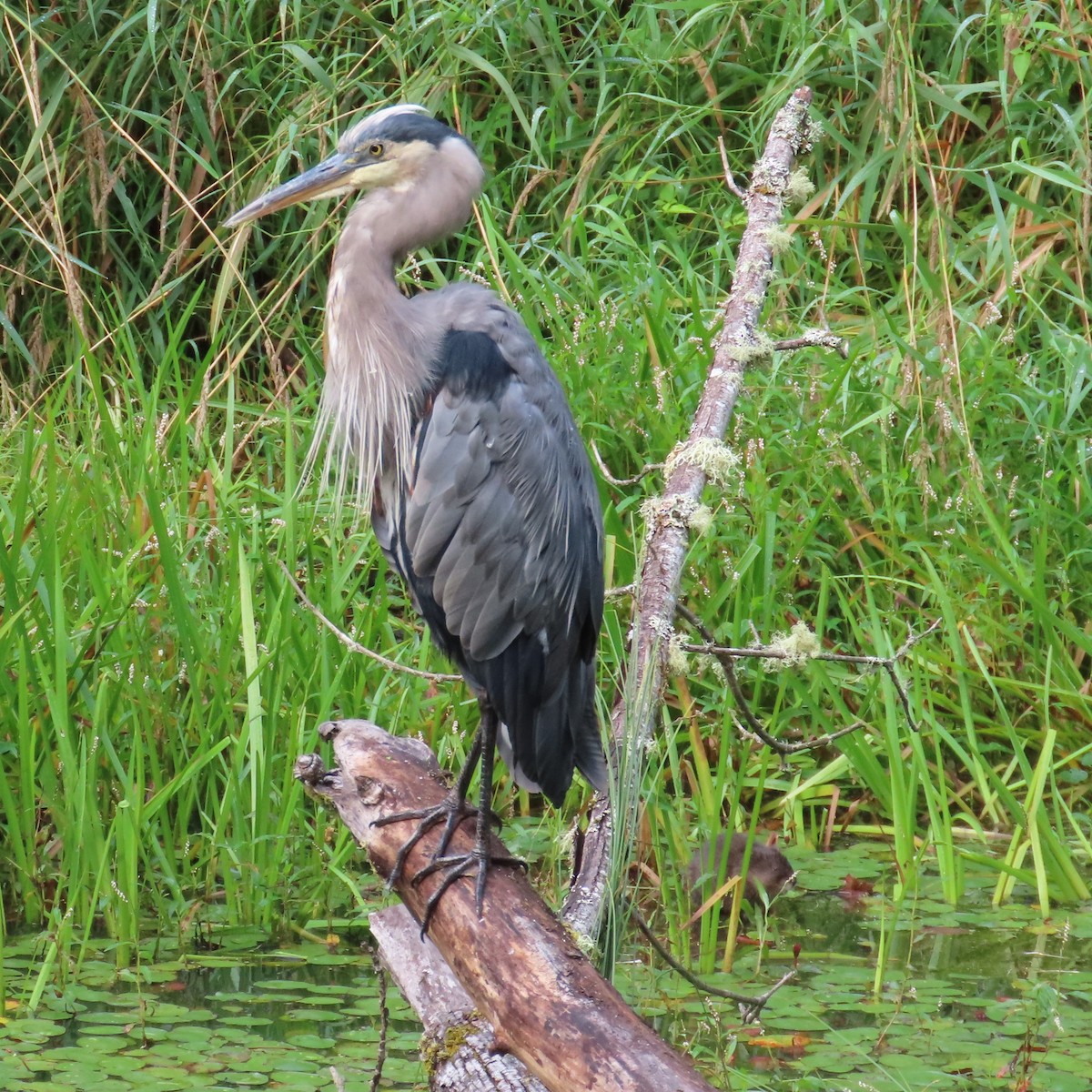 Great Blue Heron (Great Blue) - ML623049683