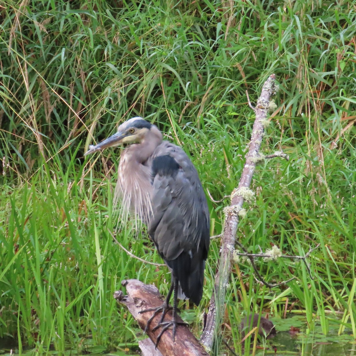 Great Blue Heron (Great Blue) - ML623049684