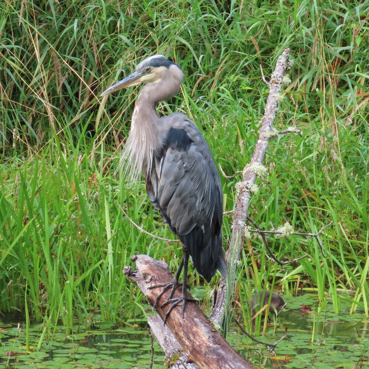 Great Blue Heron (Great Blue) - Mackenzie Goldthwait