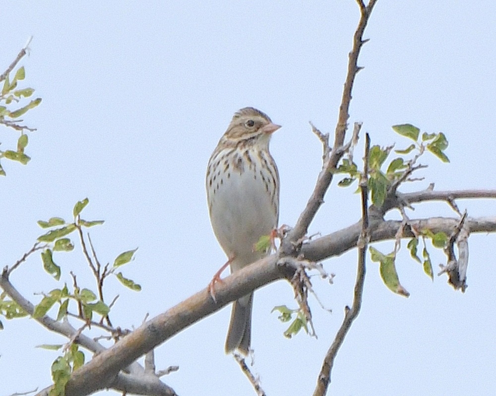 Savannah Sparrow - ML623049736