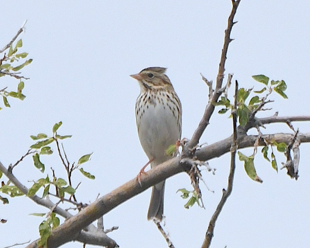 Savannah Sparrow - ML623049771