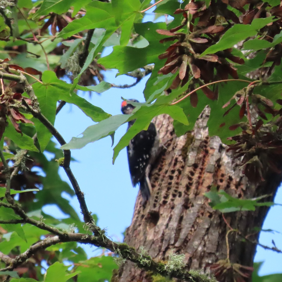 Hairy Woodpecker (Pacific) - ML623049793